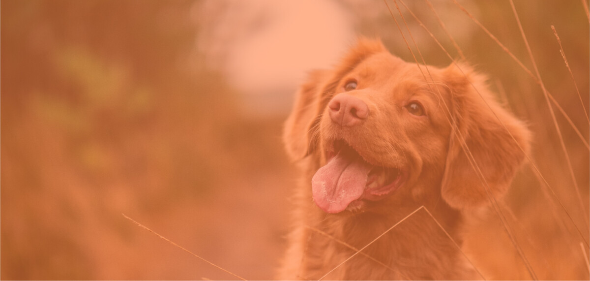 A joyful, golden retriever dog sits outdoors in a grassy field, with a soft, warm overlay of light. The dog’s tongue is out, and it appears happy, basking in the natural surroundings.